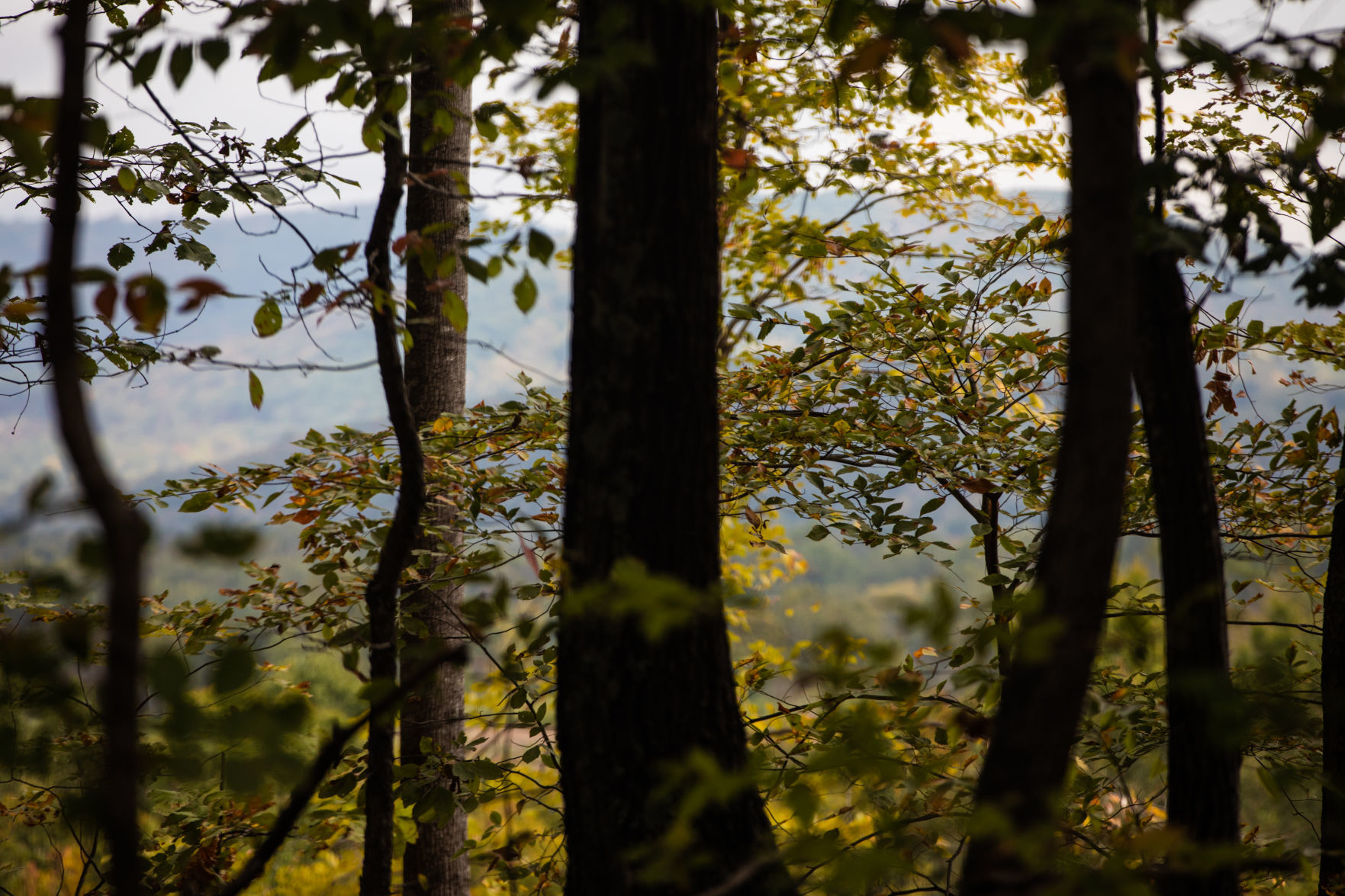 Leaves 03